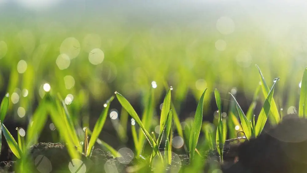 Agricultural Sustainability: Can Technology Reduce Waste and Increase Yield?