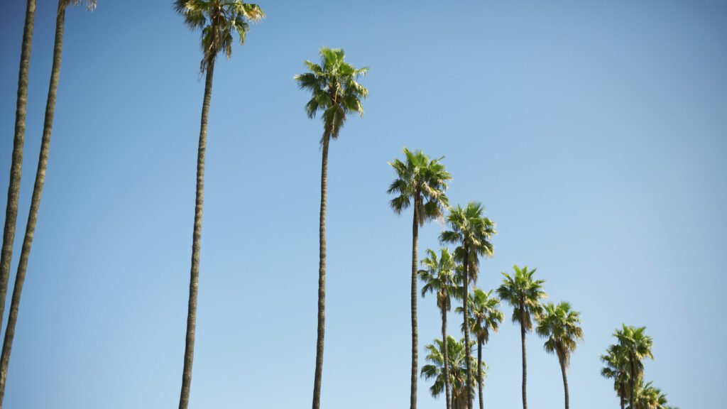 Row of tall palm trees, Los Angeles, USA