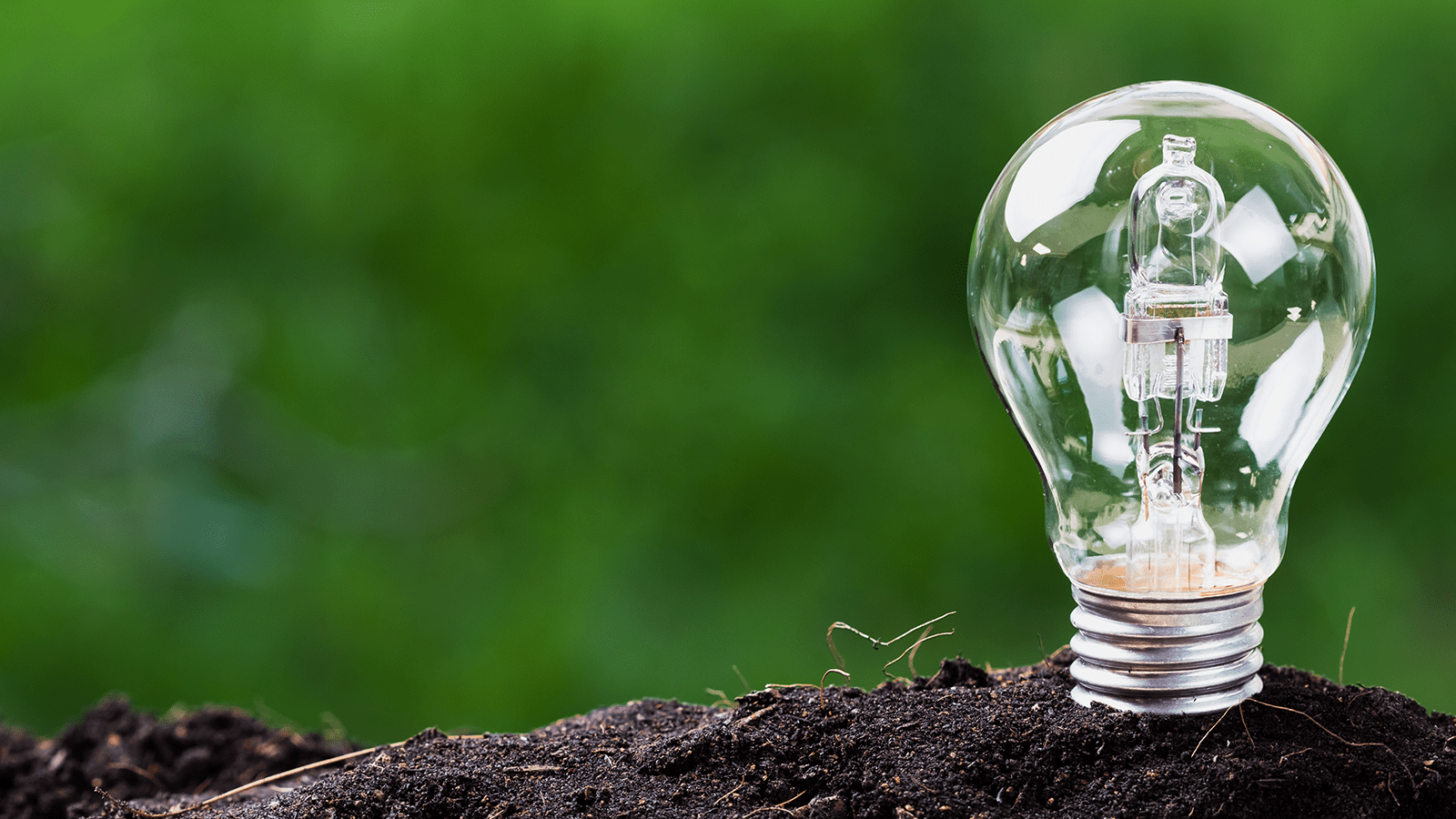 Light bulb plant in soil, representing the concept of sustainable innovation